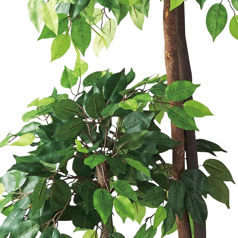 ストア・エキスプレス 人工樹木　ベンジャミンダブル H180cm 61－428－23－1 1台（ご注文単位1台）【直送品】