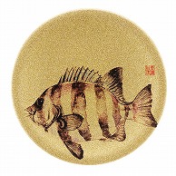 福井クラフト 耐熱φ150寿司皿　ゴールドパール　日本海 石鯛 13000002 1個（ご注文単位1個）【直送品】