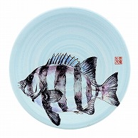 福井クラフト 耐熱φ150寿司皿　青磁　日本海 石鯛 13000041 1個（ご注文単位1個）【直送品】