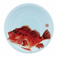 【直送品】 福井クラフト 耐熱φ150寿司皿　青磁　日本海 カサゴ 13000042 1個（ご注文単位1個）