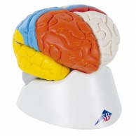 【直送品】 脳8分解神経学モデル　C22 14×14×17．5cm  1台（ご注文単位1台）