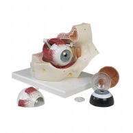 視覚器　眼球と眼窩7分解モデル　F13 18×26×19cm  1台（ご注文単位1台）【直送品】