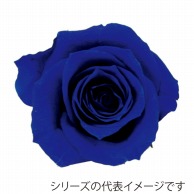 モノ・インターナショナル verdissimo　プリザーブドフラワー 56518　ミニローズ ロイヤルブルー 1箱（ご注文単位1箱）【直送品】