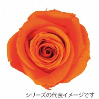 【直送品】 モノ・インターナショナル verdissimo　プリザーブドフラワー 56526　ミニローズ オレンジ 1箱（ご注文単位1箱）