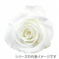【直送品】 モノ・インターナショナル verdissimo　プリザーブドフラワー 56601　ペティートローズ ホワイト 1箱（ご注文単位1箱）