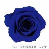 【直送品】 モノ・インターナショナル verdissimo　プリザーブドフラワー 56618　ペティートローズ ロイヤルブルー 1箱（ご注文単位1箱）