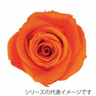 【直送品】 モノ・インターナショナル verdissimo　プリザーブドフラワー 56626　ペティートローズ オレンジ 1箱（ご注文単位1箱）