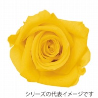 【直送品】 モノ・インターナショナル Primavera　プリザーブドフラワー 86302　ベベ レモン 1箱（ご注文単位1箱）