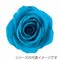 【直送品】 モノ・インターナショナル Primavera　プリザーブドフラワー 86310　ベベ ブルー 1箱（ご注文単位1箱）