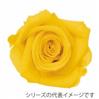 【直送品】 モノ・インターナショナル Primavera　プリザーブドフラワー 86502　ニーナ レモン 1箱（ご注文単位1箱）