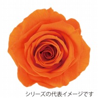 【直送品】 モノ・インターナショナル Primavera　プリザーブドフラワー 86505　ニーナ オレンジ 1箱（ご注文単位1箱）