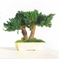 【直送品】 モノ・インターナショナル verdissimo　プリザーブドフラワー BJU15　Juniperus BONSAI　15cm 1個（ご注文単位1個）