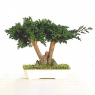 【直送品】 モノ・インターナショナル verdissimo　プリザーブドフラワー BJU25　Juniperus BONSAI　25cm 1個（ご注文単位1個）