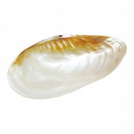 【直送品】 ヤマコー 貝殻のお皿　L  08812 1個（ご注文単位1個）