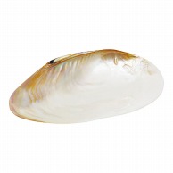 ヤマコー 貝殻のお皿　M  08813 1個（ご注文単位1個）【直送品】