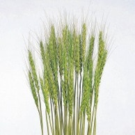 大地農園 ナチュラルドライフラワー 小麦 50080－770　メイグリーン 1束（ご注文単位1束）【直送品】
