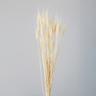 大地農園 ナチュラルドライフラワー 小麦 50082－011　オフホワイト 1束（ご注文単位1束）【直送品】