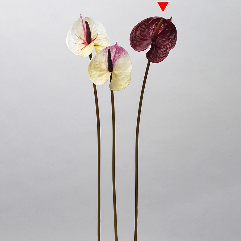 アンスリウム　アロカシア　セット Anthurium | BA PLants