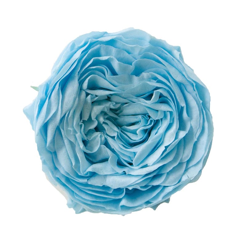 モノ・インターナショナル Primavera プリザーブドフラワー 88435