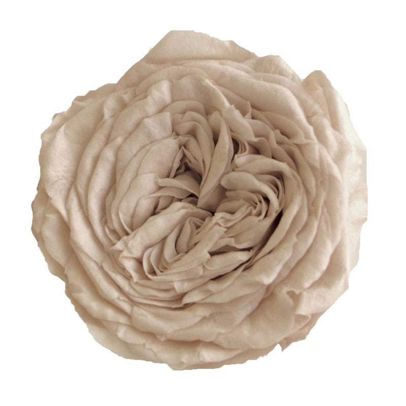 モノ・インターナショナル Primavera プリザーブドフラワー 88435