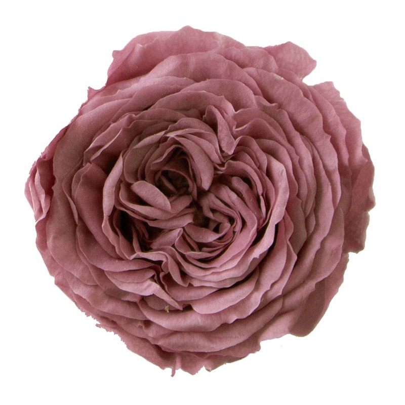 モノ・インターナショナル Primavera プリザーブドフラワー 88435