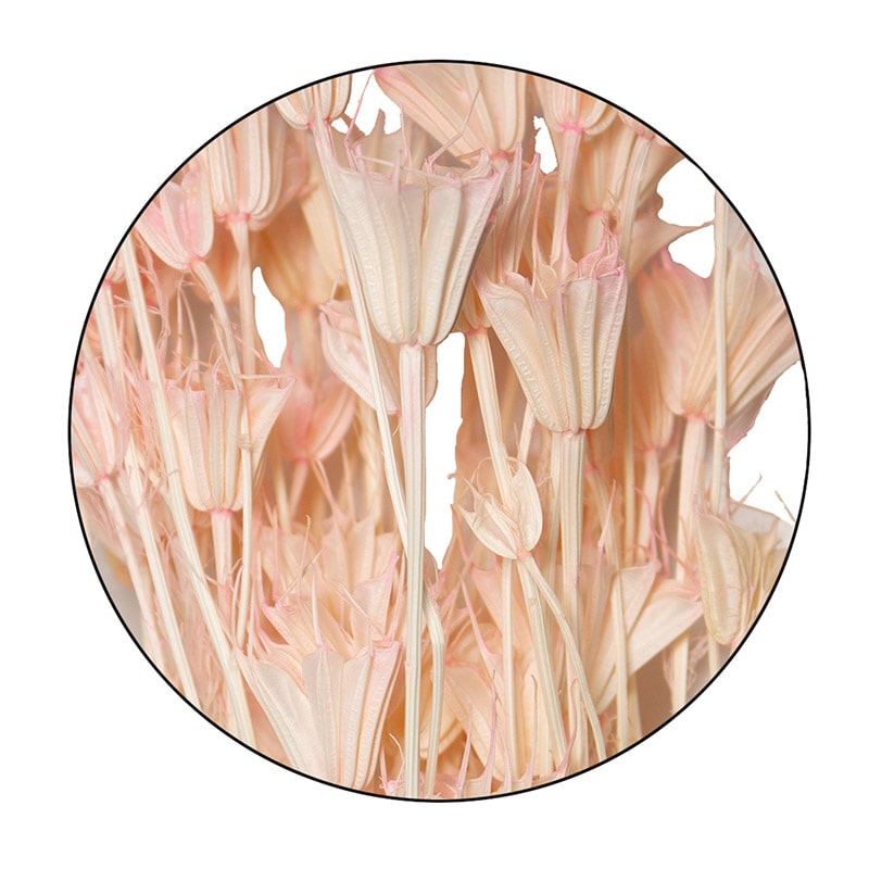 モノ・インターナショナル MONO ドライフラワー GPDN-02 ニゲラオリエンタルス ピンク 1袋(ご注文単位1袋)【直送品】