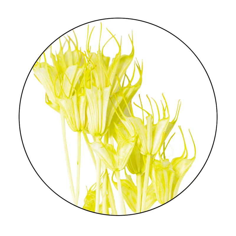 モノ・インターナショナル MONO ドライフラワー GPDN-04 ニゲラオリエンタルス ハーブグリーン 1袋(ご注文単位1袋)【直送品】