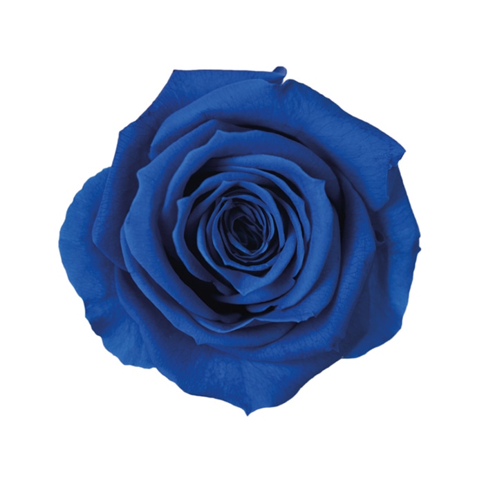 フロールエバー ブリザーブドフラワー ミックスパレット ブルー