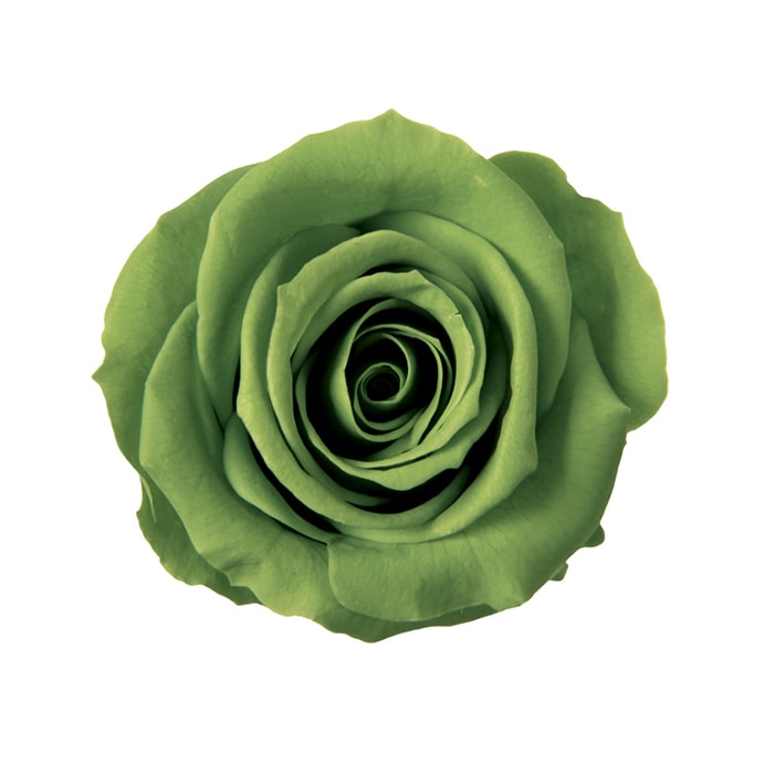 フロールエバー ブリザーブドフラワー ミックスパレット ブルー