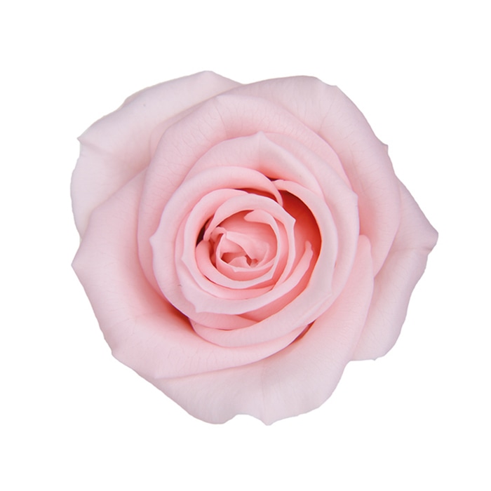 フロールエバー プリザーブドフラワー スプレーローズ ミルキーピンク FL070-30 8輪/箱(ご注文単位1箱)【直送品】