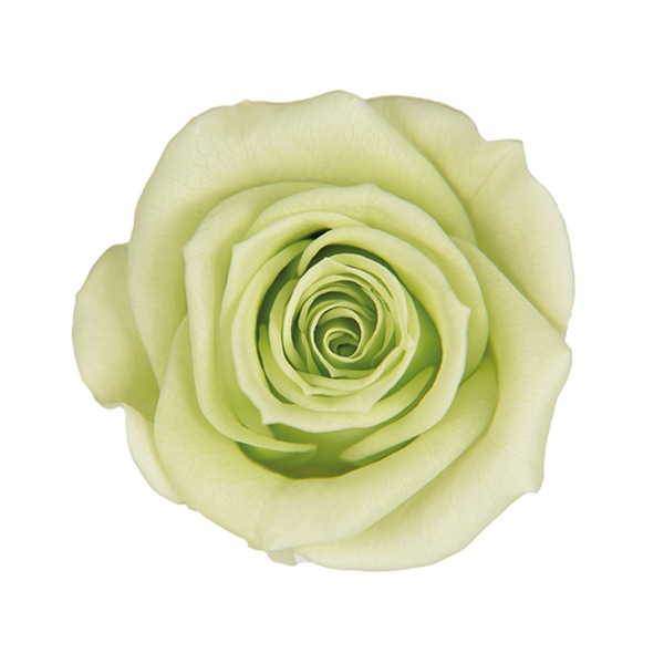 フロールエバー ブリザーブドフラワー ミックスパレット ブルー