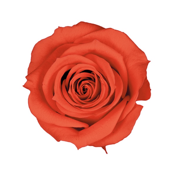 フロールエバー プリザーブドフラワー ベイビーローズ ホットピンク