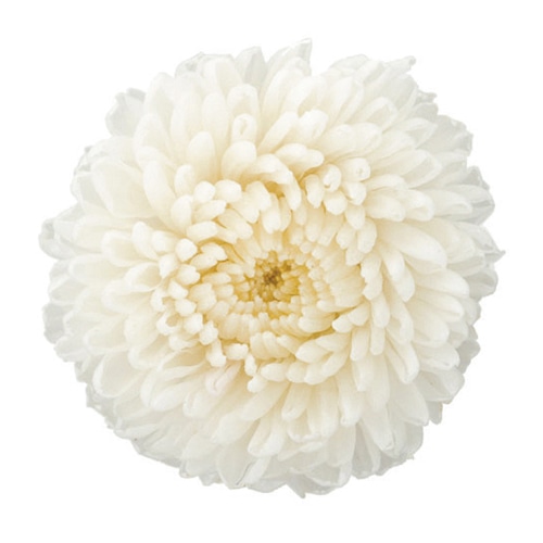 大地農園 プリザーブドフラワー ポンポン菊 ミディ 02646-401