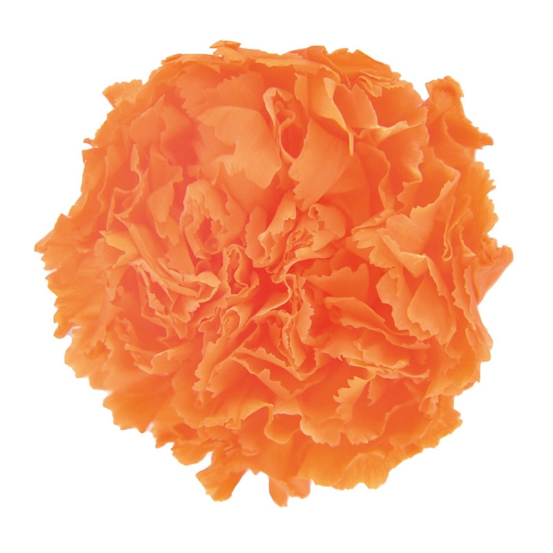 プリザーブドフラワー 花材(No.21) カーネーション 14個 プリザーブド