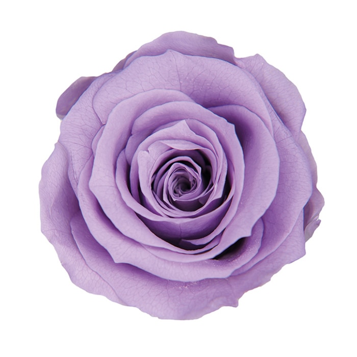 フロールエバー プリザーブドフラワー　メディアナローズ ソフトライラック FL0300-43 8輪/箱（ご注文単位1箱）【直送品】