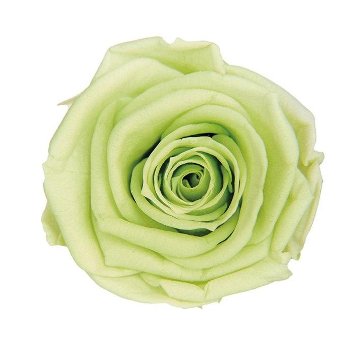 フロールエバー プリザーブドフラワー　メディアナローズ シトラスグリーン FL0300-64 8輪/箱（ご注文単位1箱）【直送品】