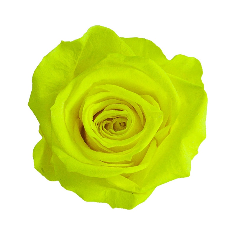 フロールエバー プリザーブドフラワー　メディアナローズ ネオンイエロー FL0300-92 8輪/箱（ご注文単位1箱）【直送品】