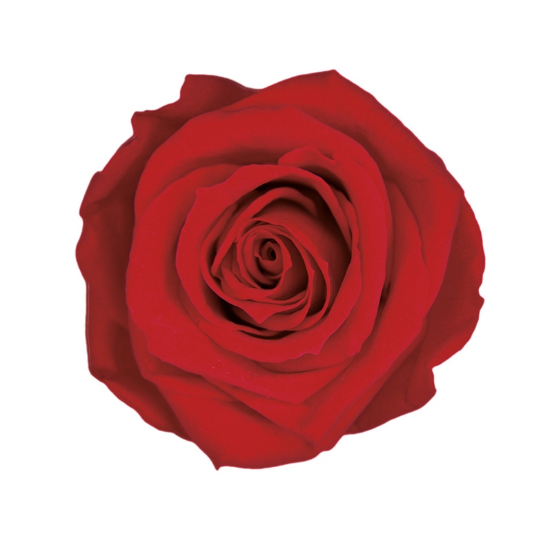 卓上のバラ フロールエバー プリザーブドフラワー ショートステムローズ