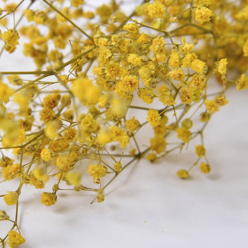 フロールエバー プリザーブドフラワー カスミソウ オレンジ