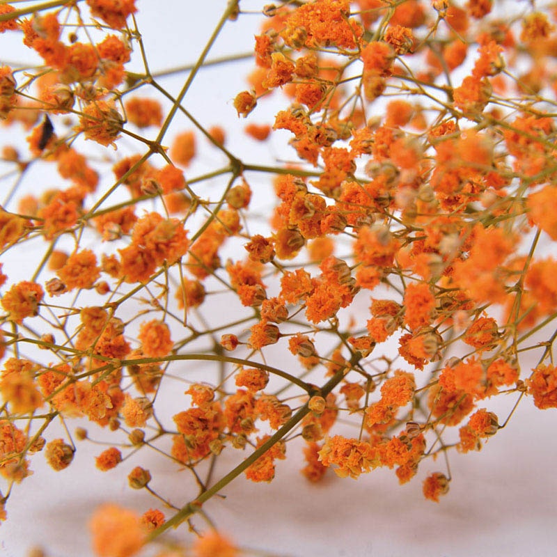 フロールエバー プリザーブドフラワー カスミソウ オレンジ FL830-820