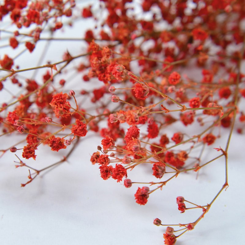 かすみそう フロールエバー プリザーブドフラワー カスミソウ オレンジ