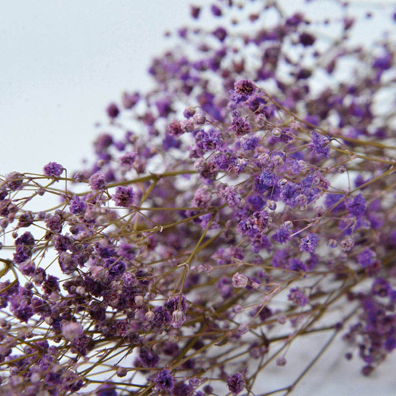 フロールエバー プリザーブドフラワー カスミソウ オレンジ