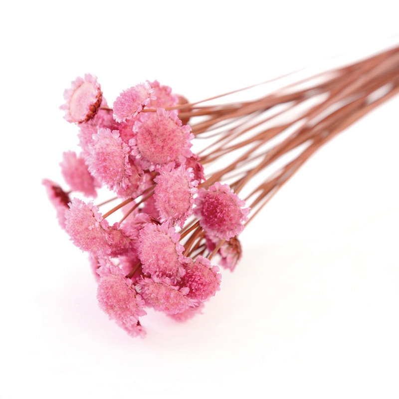 フロールエバー ドライフラワー　マーガレット　ドライ ピンク FLDR0015-860 1束（ご注文単位1束）【直送品】