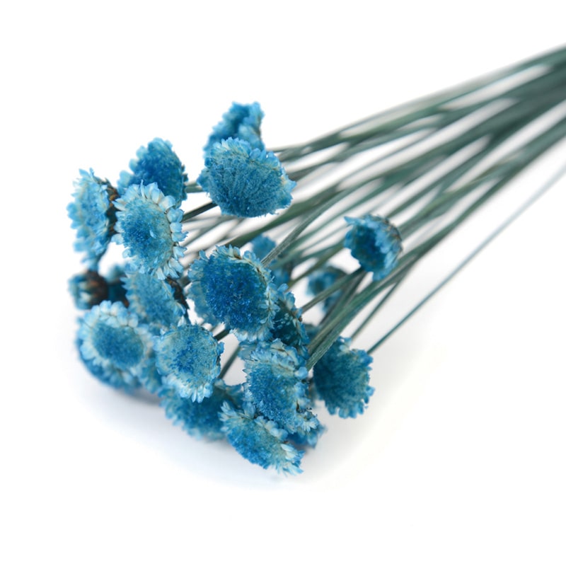 フロールエバー ドライフラワー　マーガレット　ドライ ブルー FLDR0015-870 1束（ご注文単位1束）【直送品】