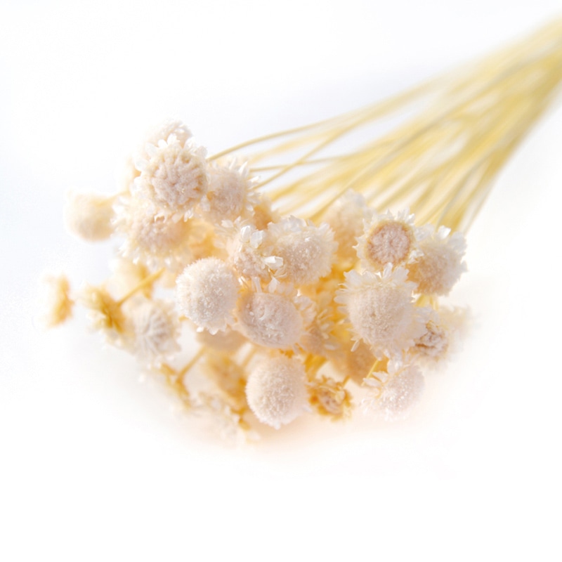 フロールエバー ドライフラワー　マーガレット　ドライ ナチュラル FLDR0015-910 1束（ご注文単位1束）【直送品】