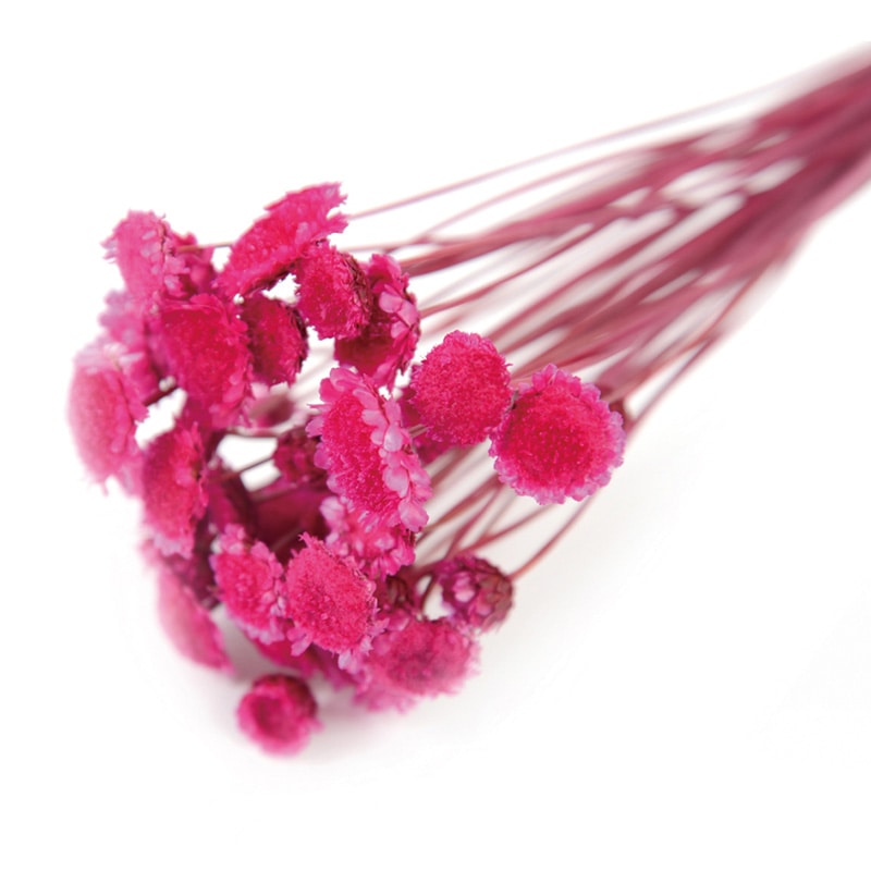 フロールエバー ドライフラワー　マーガレット　ドライ ダークピンク FLDR0015-930 1束（ご注文単位1束）【直送品】