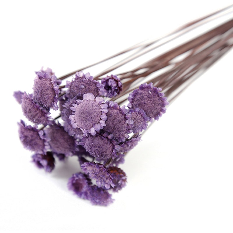 フロールエバー ドライフラワー　マーガレット　ドライ パープル FLDR0015-960 1束（ご注文単位1束）【直送品】