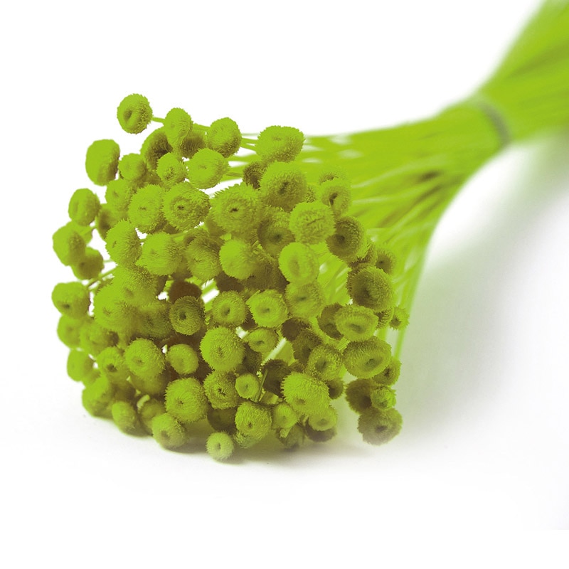 フロールエバー ドライフラワー アマレリーノ ドライ ライトグリーン FLDR0011-770 1束(ご注文単位1束)【直送品】