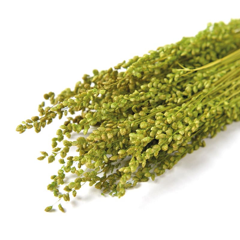 フロールエバー ドライフラワー ブリーザ ドライ ライトグリーン FLDR0012-770 1束(ご注文単位1束)【直送品】