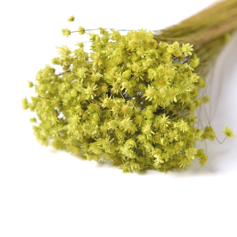 フロールエバー ドライフラワー マルセラ ドライ ライトグリーン FLDR0014-770 1束(ご注文単位1束)【直送品】